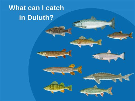 Fishing in MINNESOTA: The Complete Guide .